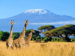 Gawat! Salju di Kilimanjaro Segera Habis Mencair