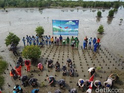 Peringati Hari Mangrove, Lanal Bengkulu Tanam 6 Ribu Mangrove