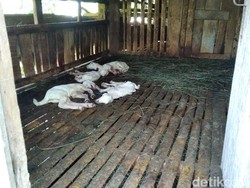 Belasan Kambing di Banyumas Dicuri, 11 Diangkut-4 Dipotong di Tempat