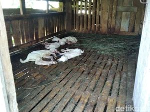 Belasan Kambing di Banyumas Dicuri, 11 Diangkut-4 Dipotong di Tempat Belasan Kambing di Banyumas Dicuri, 11 Diangkut-4 Dipotong di Tempat