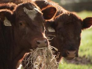 Peternak Minta Pemerintah Australia Berupaya Lebih untuk Cegah Masuknya Penyakit Mulut dan Kuku