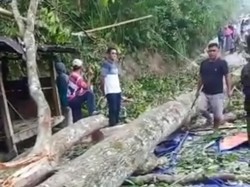 Pohon Tumbang Timpa Balai Desa di Enrekang, 1 Orang Tewas-9 Luka