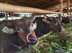 Enrekang Masuk Zona Merah PMK, Sapi Perah Terancam Tertular