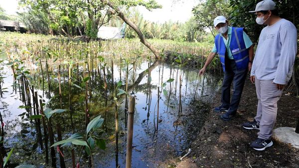 Seribu Mangrove untuk Pelestarian Lingkungan Pesisir Utara Jakarta