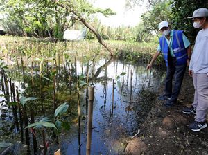 Seribu Mangrove untuk Pelestarian Lingkungan Pesisir Utara Jakarta Seribu Mangrove untuk Pelestarian Lingkungan Pesisir Utara Jakarta