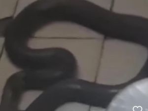 Hii! Ular Cobra Masuk Rumah Warga Tangsel, Tak Mempan Ditembak