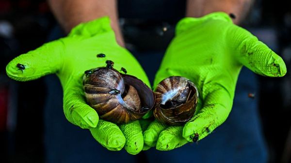 Serbuan Siput Raksasa Bikin Panik Warga Florida, Begini Penampakannya
