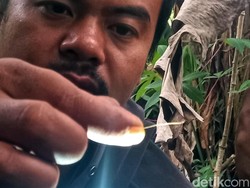 Usai Lihat Si Belang Tidur Warga Cicantayan Alami Syok Berat