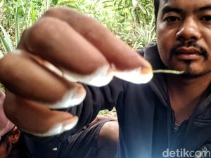 Bukti Baru 5 Helai Bulu Perkuat Keberadaan Harimau di Sukabumi Bukti Baru 5 Helai Bulu Perkuat Keberadaan Harimau di Sukabumi