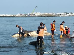 Penampakan Hiu Tutul Tewas Diduga Akibat Perburuan di Kulon Progo Penampakan Hiu Tutul Tewas Diduga Akibat Perburuan di Kulon Progo
