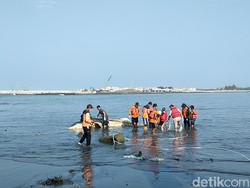 Hiu Tutul Mati Terdampar di Muara Bogowonto Kulon Progo