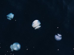 Ubur-ubur Masuk Kategori Ikan Bukan sih?