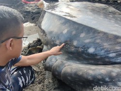 Hiu Tutul di Kulon Progo Mati Diburu, BKSDA Ancam Pidanakan Pelaku