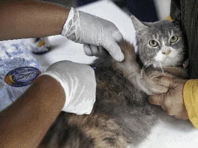 Begini Ekspresi Kucing hingga Kera Saat Disuntik Vaksin Rabies