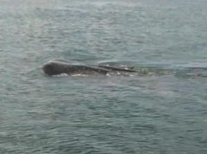 Kawanan Hiu Tutul Muncul di Perairan Baubau