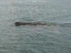 Kawanan Hiu Tutul Muncul di Perairan Baubau