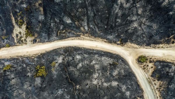 Potret Dadia National Park di Yunani yang Hangus Terbakar