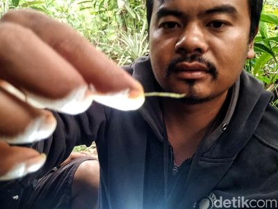 Penampakan 5 Helai Bulu Si Belang yang Bikin Geger Warga Sukabumi