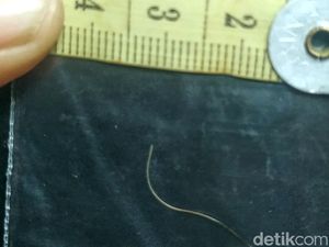Warga Sukabumi Menanti Hasil Pemeriksaan Bulu Hewan Diduga Harimau Warga Sukabumi Menanti Hasil Pemeriksaan Bulu Hewan Diduga Harimau