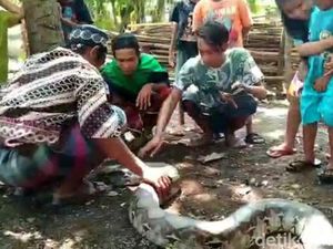 BKSDA Sebut Ular Sanca yang Ditemukan di Permukiman Sengaja Dilepas Pemilik