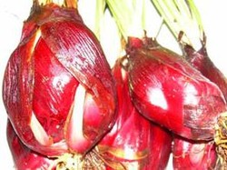 10 Manfaat Bawang Dayak dan Cara Mengkonsumsinya