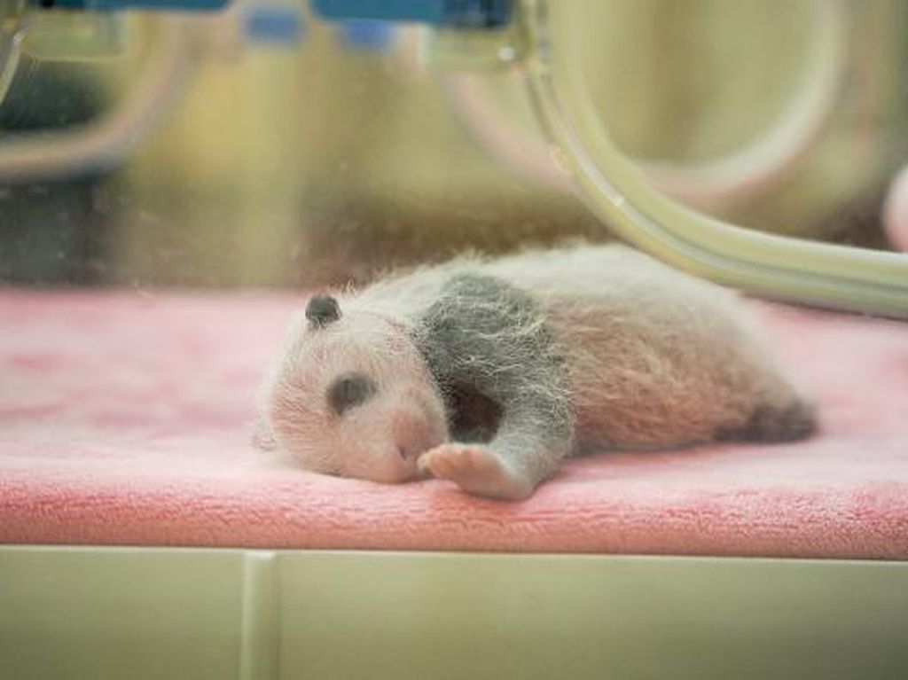Ini Bayi Panda yang Baru Lahir di China, Gemas Banget