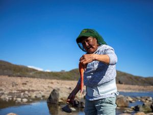 Beburu Telur Ikan Arctic Char di Kanada