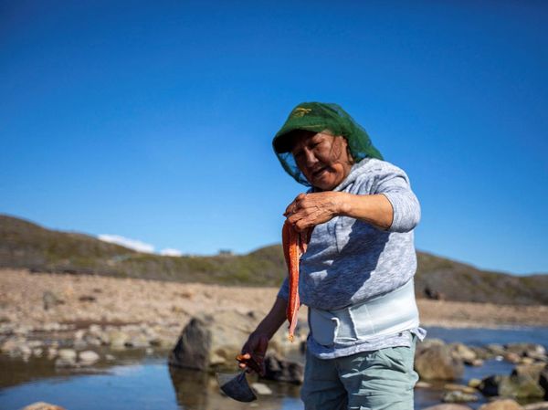 Beburu Telur Ikan Arctic Char di Kanada