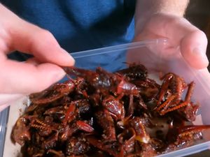 Serangga Masuk Menu Makan Bergizi Gratis, Mungkinkah?