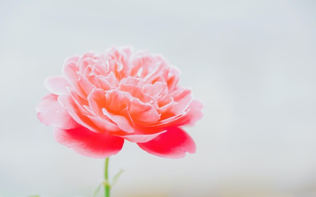 Bunga peony/Foto: Pexels/Min An