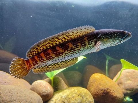 Ikan toman