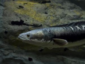 Mengenal Ikan Toman, Predator yang Enak Dimakan Mengenal Ikan Toman, Predator yang Enak Dimakan