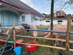 Persiapan Kirab Malam 1 Suro, 5 Kebo Bule Keraton Solo Dikarantina