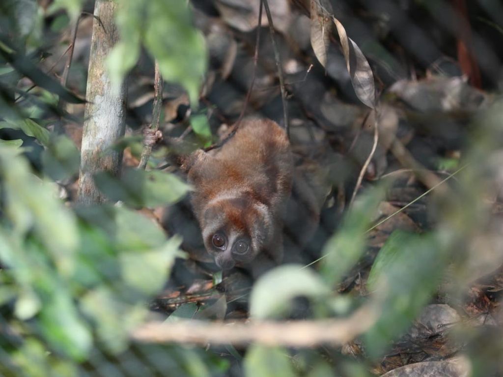 BKSDA Jabar Lepas Liarkan 6 Kukang Sumatera di Hutan Lindung Batutegi
