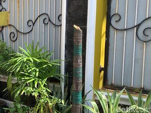 Penebang 57 Pohon Palem Pemkot Makassar Ngaku Dapat Bisikan Gaib