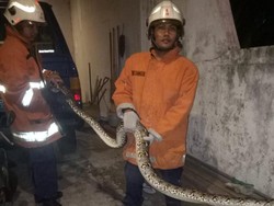 Ular Piton 3 Meter Dievakuasi dari Garasi Rumah di Surabaya