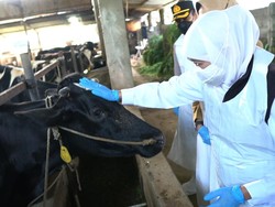 Komitmen Gubernur Khofifah Percepat Vaksinasi PMK: Semoga Memutus Mata Rantai