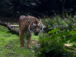 BKSDA Pastikan Lokasi Duel Pekerja dengan Harimau Adalah Habitat Asli