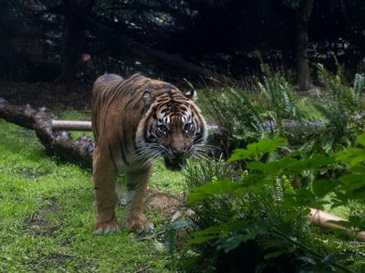 Menengok Harimau Sumatra Saat Perayaan World Tiger Day