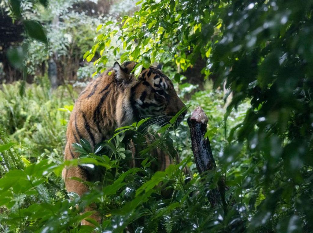 Pekerja Kebun di Pelalawan Diterkam Harimau Saat Buang Air Kecil