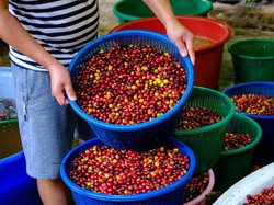 Akibat Cuaca Ekstrim, 65 Persen Biji Kopi Gagal Panen di Sumut