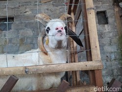 Unik! Domba di Magelang Ini Punya 4 Tanduk