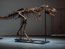 Kerangka Dinosaurus Laku Rp 89,2 M di Pelelangan