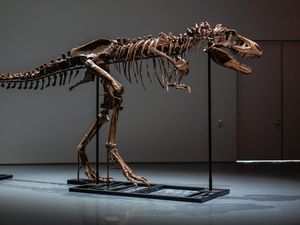 Kerangka Dinosaurus Laku Rp 89,2 M di Pelelangan Kerangka Dinosaurus Laku Rp 89,2 M di Pelelangan