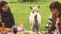 Kamu Bisa Bersantai Sambil Sarapan Bareng Llama Imut di Kebun Asri Ini