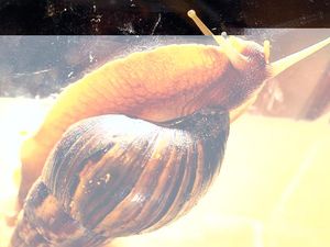 Bekicot Raksasa Asal Afrika Menyerbu Amerika Serikat!