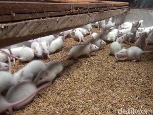 Tutorial Bisnis Ternak Tikus Putih Ala Rosella_mencit Tutorial Bisnis Ternak Tikus Putih Ala Rosella_mencit