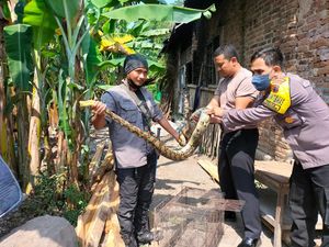Hii! Ular Piton 3 Meter Ditemukan Warga Klaten Saat Ronda Malam 1 Suro