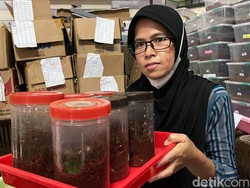 Kerja Keras Pemberi Makan Tarantula Demi Orang Tercinta