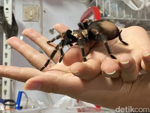 Video: Wanita Bandung Raup Cuan dari Bisnis Tarantula Video: Wanita Bandung Raup Cuan dari Bisnis Tarantula